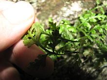 A leaf of Asplenium montanum held curled to show linear brown sori underneath