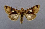 Autographa aemula – Specimen