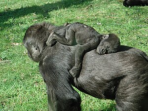 Baby gorilla having a sleep on his mother
