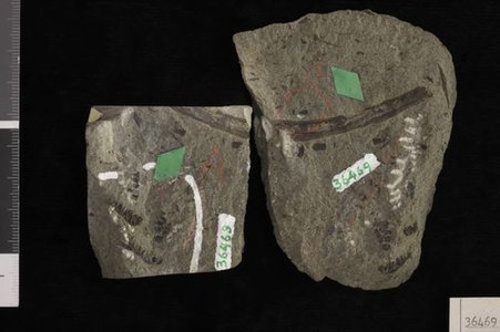 Fossile holotype de Barinophyton perryanum.