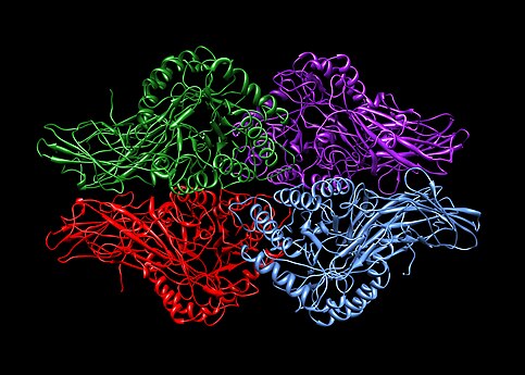 Homotetrameeri. 4 samanlaista proteiiniyksikköä (korostettu eri värein). Beetaglukuronidaasi. PDB: 1BHG.