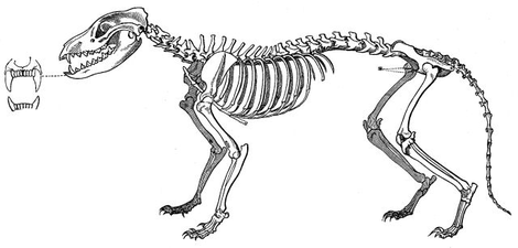 Thylacine skeleton