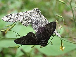 A black-bodied and white-bodied peppered moth Biston betularia couple.JPG