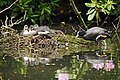 Blässhühner im Nest, im Park Höpkens Ruh (Foto: Peter Döhle)