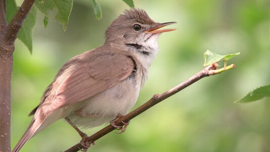 Macro was introduced as one of two categories in the international Wiki Loves Earth campaign. Several macro photos were contributed by participants, such as this closeup of a Blyth's reed warbler, a relatively common visitor to Sweden.