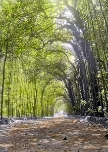 An allée of pleached trees in Boboli Gardens, Florence, Italy