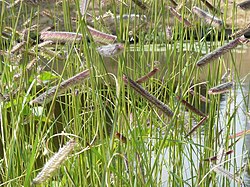 Mesquitegammaheinä (Bouteloua gracilis)