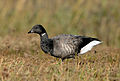 Rotgans (Branta bernicla)