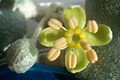 Detail květu šeferdie Shepherdia rotundifolia