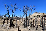Drzewa Jozuego, czyli jukki krótkolistnej, po pożarze na pustyni