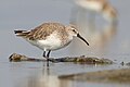 Curlew Sandpiper