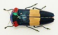 Calodema ribbei, um vistoso Buprestidae encontrado na Papua-Nova Guiné.[24]