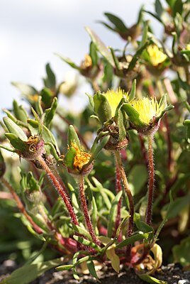 Carpanthea pomeridiana