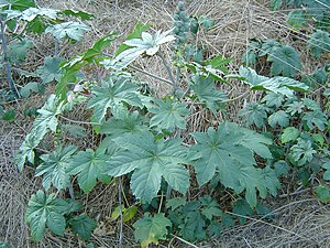 Ricinus communis English: Photographed and upl...