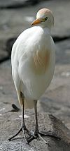 A Cattle Egret at the Henry Doorly Zoo in Omaha, Nebraska