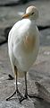 Garza ganadera (Bubulcus ibis)