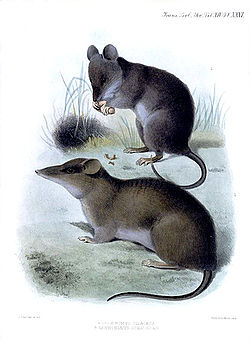 Celænomys silaceus and Rhynchomys soricoides.jpg