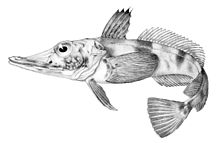 Chaenocephalus aceratus.jpg