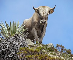 Wild Charolais bull, Sierra Nevada, Venezuela. Photo by commons:user:The Photographer. 2012.