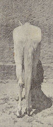 Photo en noir et blanc d'un cheval vu de dos
