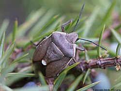 Chlorochroa pinicola (Latvija, Vangaži)