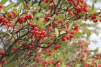 紅山楸梅（英語：Aronia arbutifolia） Red chokeberry