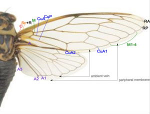 English: The wing structure and venation of ci...