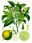 Citrus bergamia — Бергамот