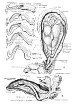 Laat gastrulastadium met drie kiembladen van een menselijk embryo. (A) Dorsaal aanzicht van de kiemschijf, amnion verwijderd. (B) Sagittale doorsnede door het middengebied van (A). (C-G) Dwarsdoorsneden zoals aangegeven