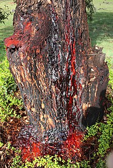 Bloodwood Gum