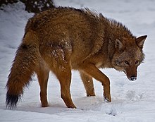 An eastern coyote in the snow near the West Virginia-Virginia state line.