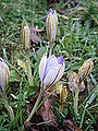 Crocus imperati 'De Jager' opening