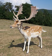 A photograph of a light brown deer.