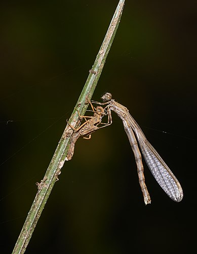 Имаго равнокрылой стрекозы Prodasineura verticalis[англ.] выходит из шкурки наяды