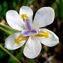 Dietes iridioides 001.jpg