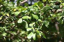 Dimorphocalyx glabellus leaves.jpg