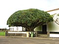 Drago nos Azores