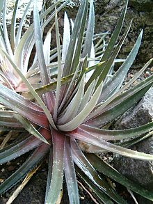 Dyckia maracasensis Habitus BotGardBln0906b.JPG