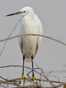 Kleine zilverreiger