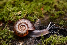 caracol de Quimper