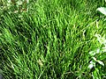 Equisetum scirpoides