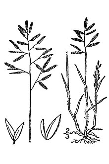 Eragrostis minor