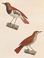Zeichnung eines männlichen und weiblichen Vogels