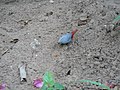 Schönbürzel Lavender Waxbill