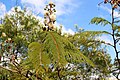 Leucaena leucocephala