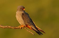 Kvöldfálki (Falco vespertinus)
