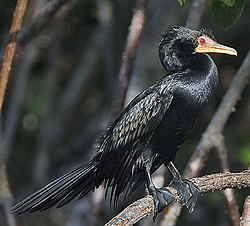 Flickr - Rainbirder - Long-tailed Cormorant (Phalacrocorax africanus).jpg