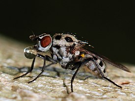 Anthomyia pluvialis