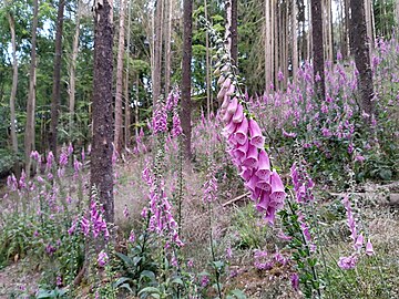 foxglove