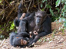 Chimps in a playful mood Gombe Stream NP Mutter und Kinder.jpg